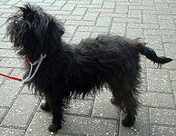 Affenpinscher puppy Affenpinscher puppies for sale