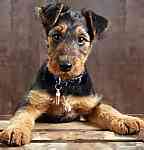 Airedale Terrier puppies for sale