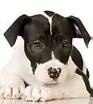 American Staffordshire Terrier puppy American Staffordshire Terrier puppies for sale