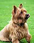 Australian Terrier