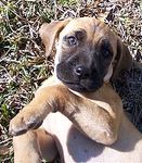 Black Mouth Cur puppies for sale