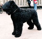 Black Russian Terrier puppies for sale