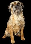 Border Terrier puppies for sale