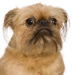 Brussels Griffon puppy Brussels Griffon puppies for sale