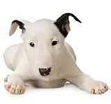 Bull Terrier puppy Bull Terrier puppies for sale