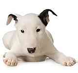 Bull Terrier puppies for sale