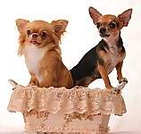 Chihuahua puppy Chihuahua puppies for sale