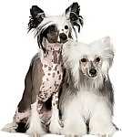 Chinese Crested puppies for sale