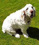 Clumber Spaniel puppies for sale