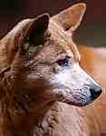 American Dingo Carolina Dog puppies for sale