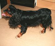 English Toy Spaniel puppy English Toy Spaniel puppies for sale