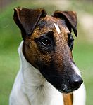 Smooth Fox Terrier puppy Smooth Fox Terrier puppies for sale