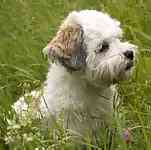 Havanese puppy Havanese puppies for sale
