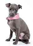 Italian Greyhound puppy Italian Greyhound puppies for sale