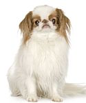 Japanese Chin puppy Japanese Chin puppies for sale