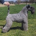 Kerry Blue Terrier puppy Kerry Blue Terrier puppies for sale