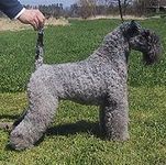 Kerry Blue Terrier  puppies for sale