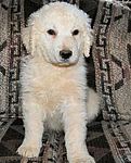 Similar to most working breeds, the Kuvasz requires daily exercise and loves to work.