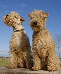 Lakeland Terrier puppy Lakeland Terrier puppies for sale