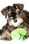 Miniature Schnauzer puppies for sale