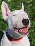 Miniature Bull Terrier puppy Miniature Bull Terriers puppies for sale