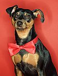Miniature Pinscher puppy Miniature Pinscher puppies for sale