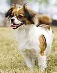 Papillon puppy Papillon puppies for sale