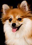 Pomeranian puppy Pomeranian puppies for sale