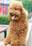 Toy Poodle puppy Toy Poodle puppies for sale