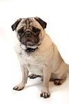 Pug puppy Pug puppies for sale