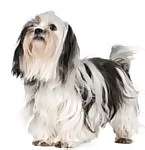 Shih Tzu puppy Shih Tzu puppies for sale