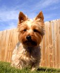 Silky Terrier puppy Silky Terrier puppies for sale