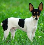 Toy Fox Terrier puppy Toy Fox Terrier puppies for sale