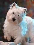 West Highland White Terrier puppy West Highland White Terrier puppies for sale