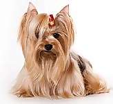 Yorkshire Terrier puppy Yorkshire Terrier puppies for sale