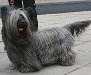 Skye Terrier puppy Skye Terrier puppies for sale