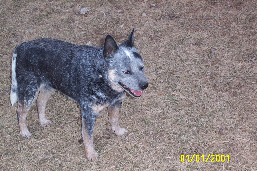 Puppies for sale Australian Cattle Dog, Australian Cattle Dogs, Red