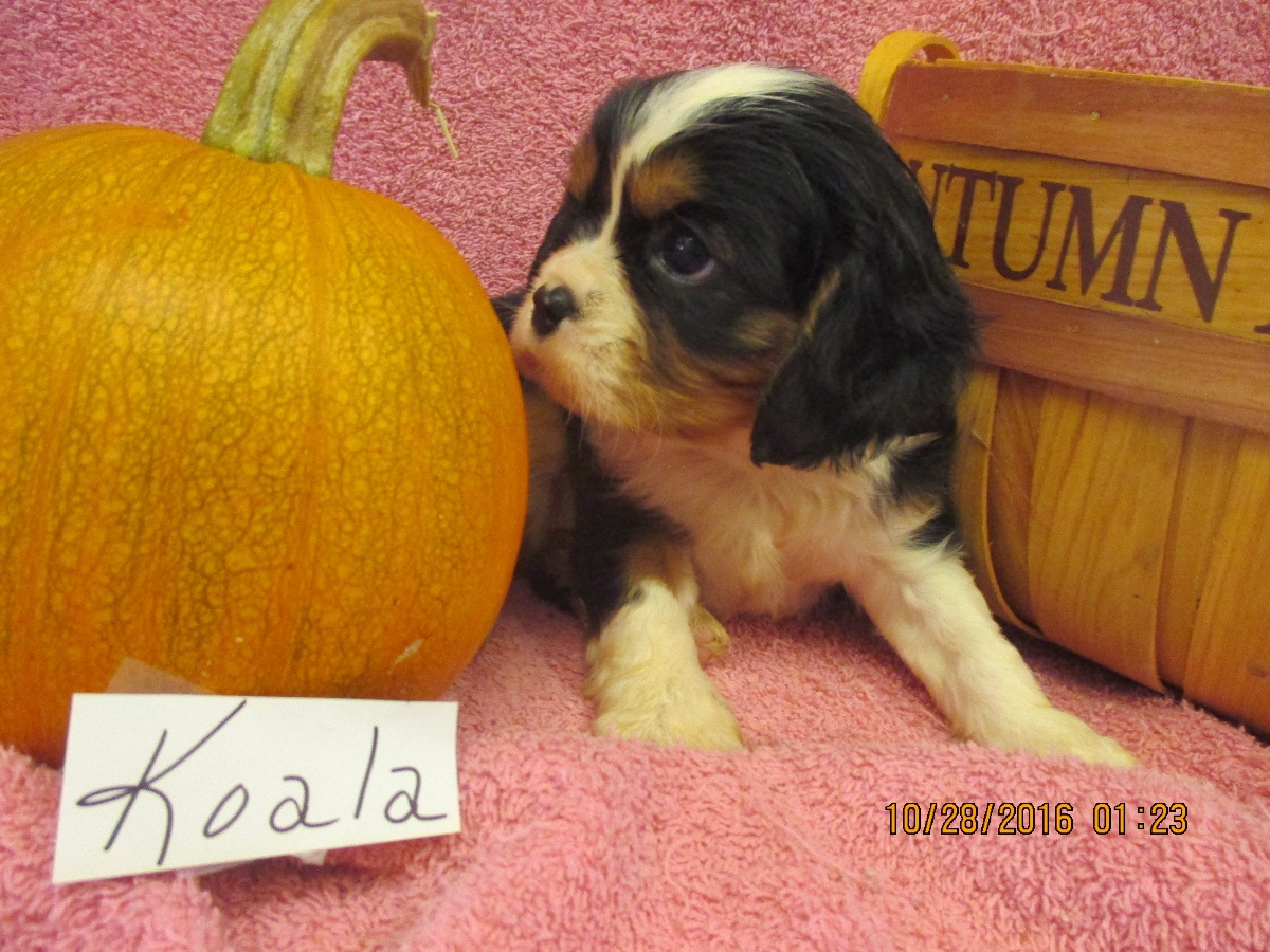 Puppies for sale Cavalier King Charles Spaniel, Cavalier King Charles