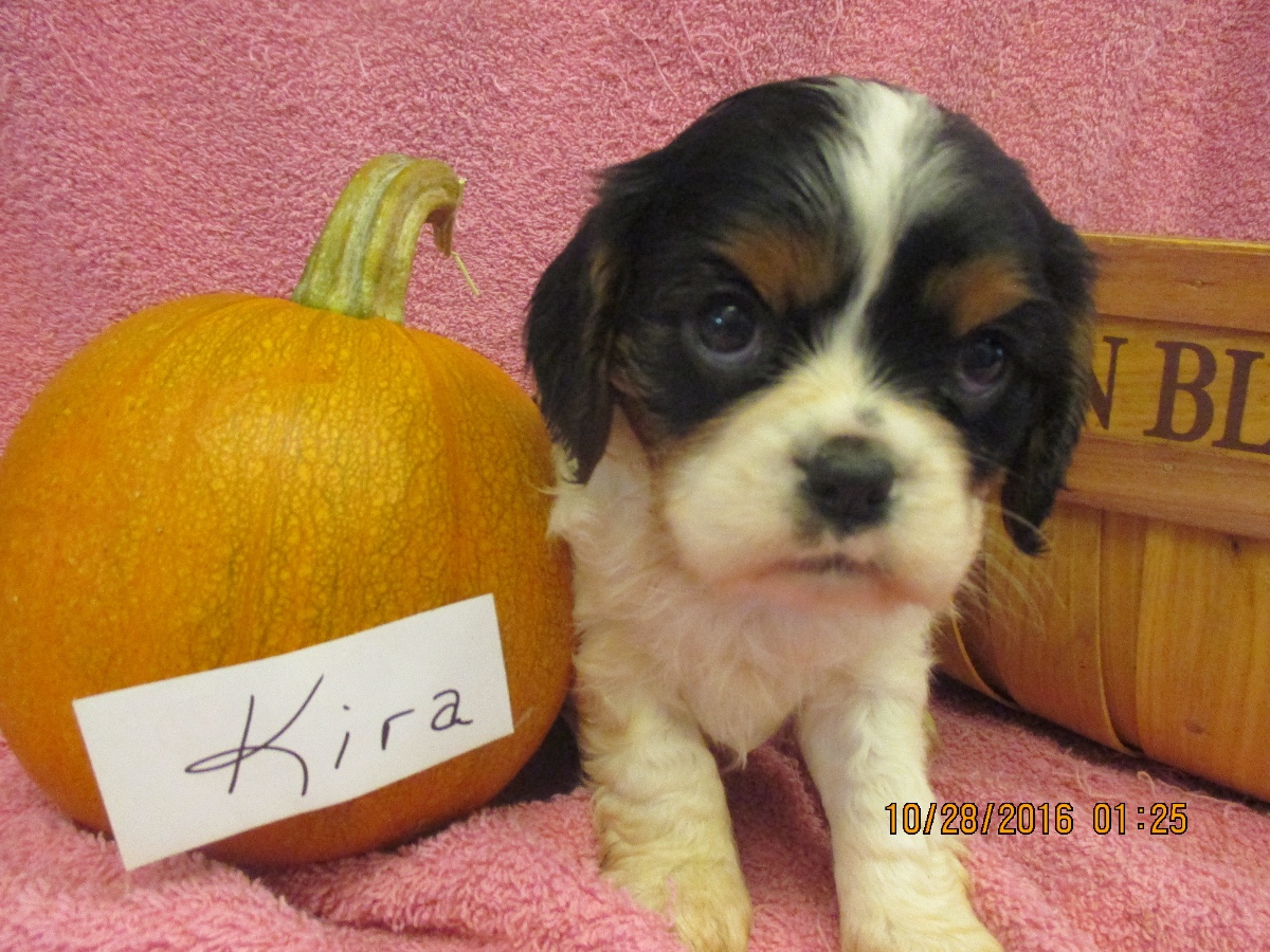 Puppies for sale Cavalier King Charles Spaniel, Cavalier King Charles Spaniels, Cavaliers 