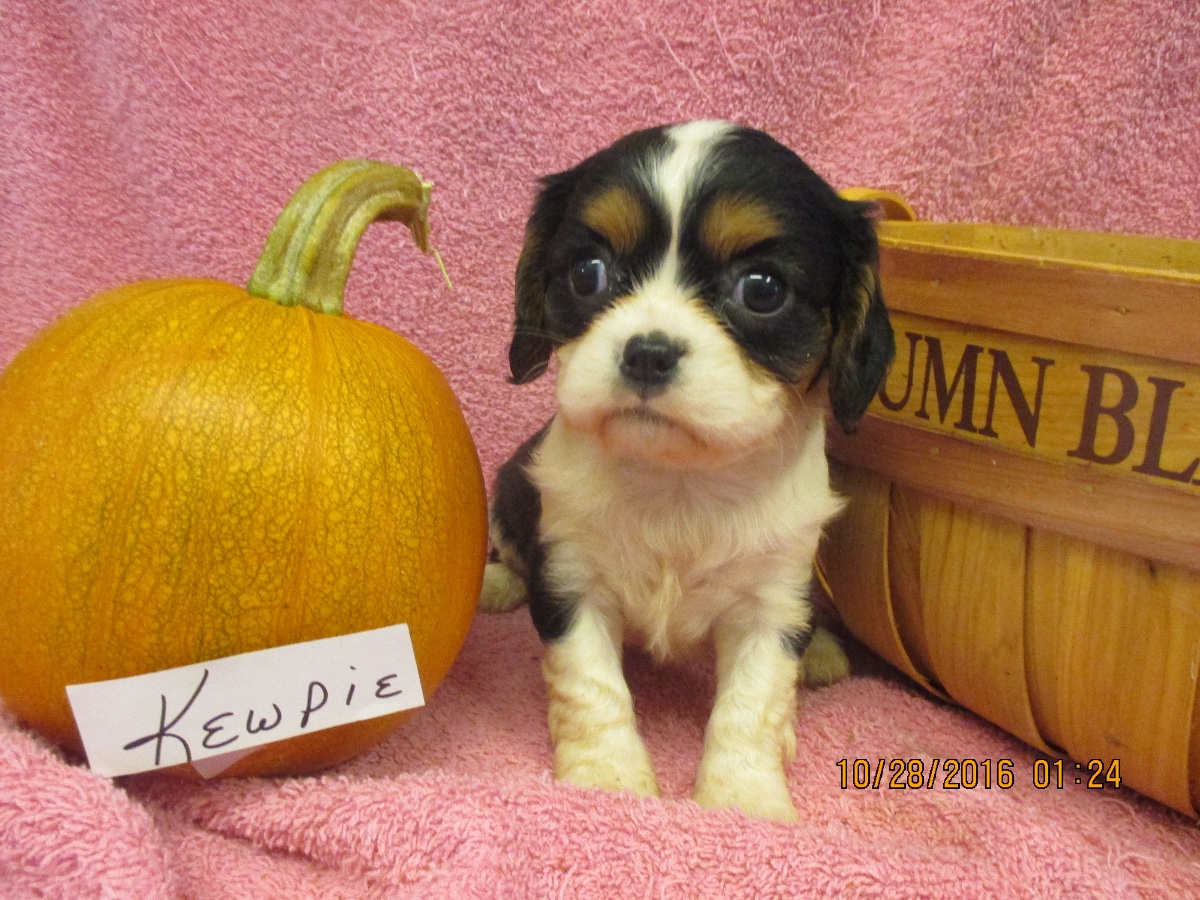 Puppies for sale Cavalier King Charles Spaniel, Cavalier King Charles
