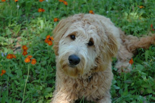 goldendoodle puppies mn puppies for sale goldendoodle goldendoodles f category in hutchinson minnesota goldendoodle puppies mn puppies for sale goldendoodle goldendoodles f category in hutchinson minnesota