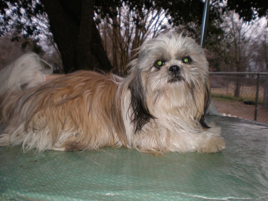 shih tzu china puppies for sale shih tzu shih tzus imperial shih tzus f category in shih tzu china puppies for sale shih tzu shih tzus imperial shih tzus f category in