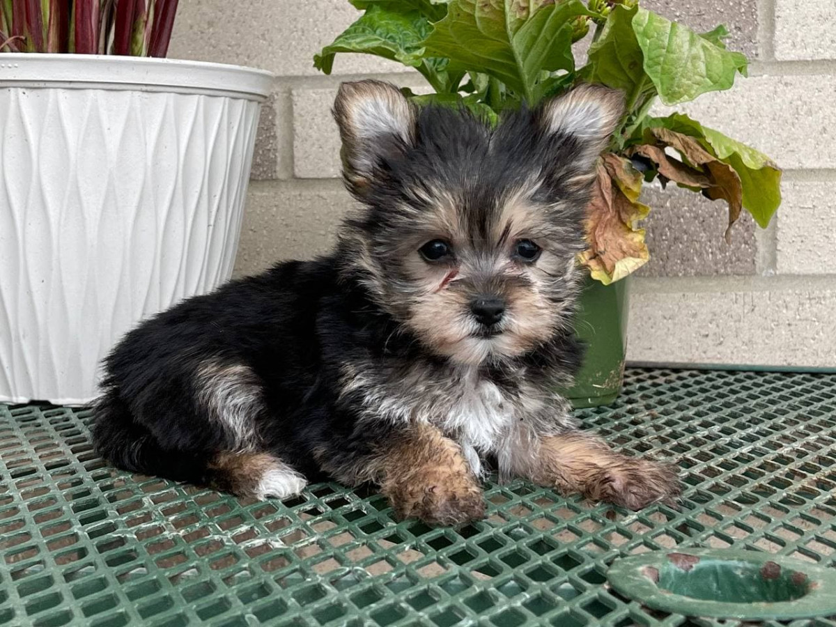 Puppies for sale Morkie (Yorktese), Morkies f_category in