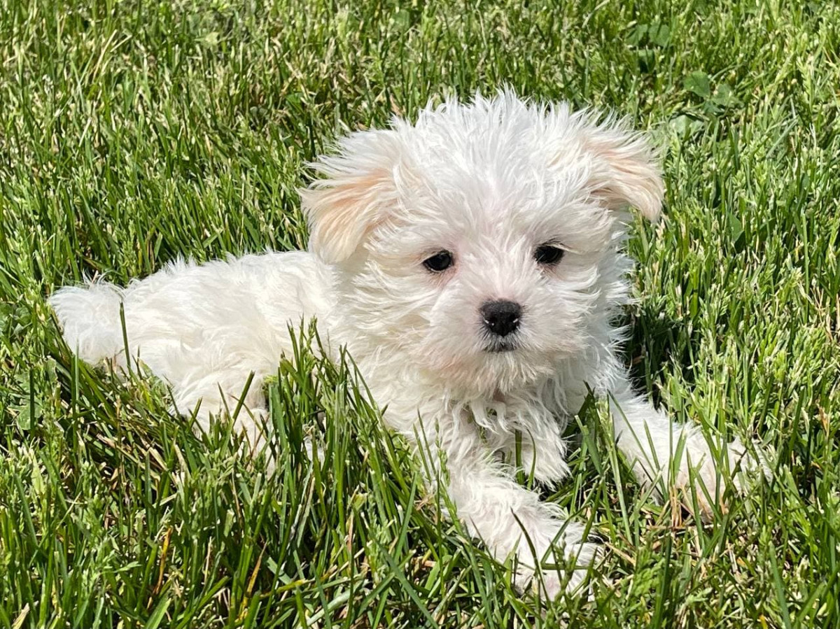 Puppies for sale Morkie (Yorktese), Morkies f_category in