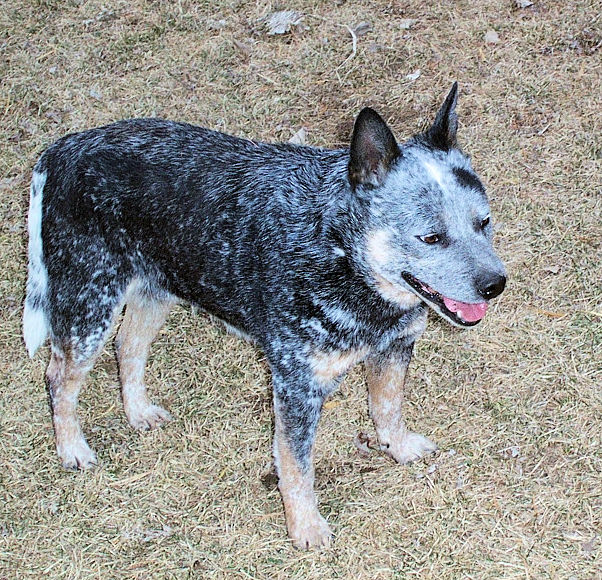 Australian Cattle Dog Puppies For Sale In Iowa Australian Cattle Dog Puppies For Sale In Iowa