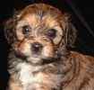 cavachon puppies for sale mn cavachon puppies for sale cavachon breeders cavachon puppies for sale mn cavachon puppies for sale cavachon breeders