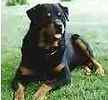 rottweiler puppies for sale wisconsin rottweiler puppies for sale rottweiler breeders rottweiler puppies for sale wisconsin rottweiler puppies for sale rottweiler breeders