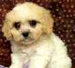cavachon puppies for sale in indiana cavachon puppies for sale cavachon breeders cavachon puppies for sale in indiana cavachon puppies for sale cavachon breeders