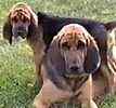 bloodhound puppies for sale in ky bloodhound puppies for sale bloodhound breeders bloodhound puppies for sale in ky bloodhound puppies for sale bloodhound breeders