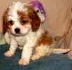 cavachon puppies for sale in va cavachon puppies for sale cavachon breeders cavachon puppies for sale in va cavachon puppies for sale cavachon breeders